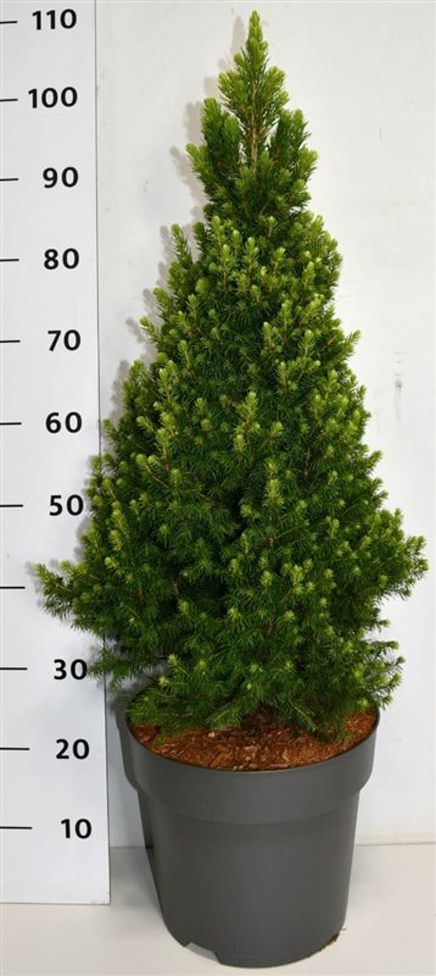 Picea gl. 'Rainbow's End' - C12 60-80 CM
